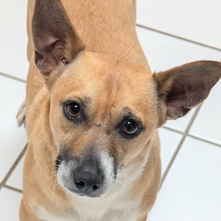 Eurion, Adopted, Adult Male Corgi & Chihuahua.