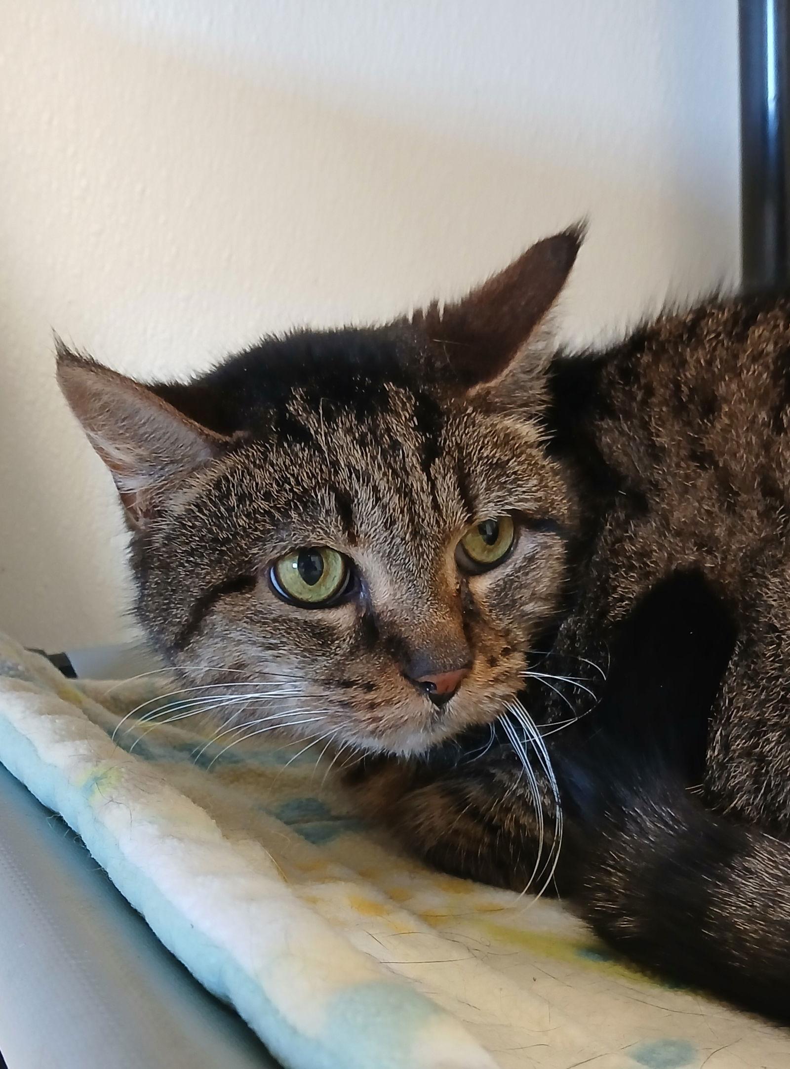 Enlarge Hope, a Adoptable mixed breed in Bay City, MI image 1/1