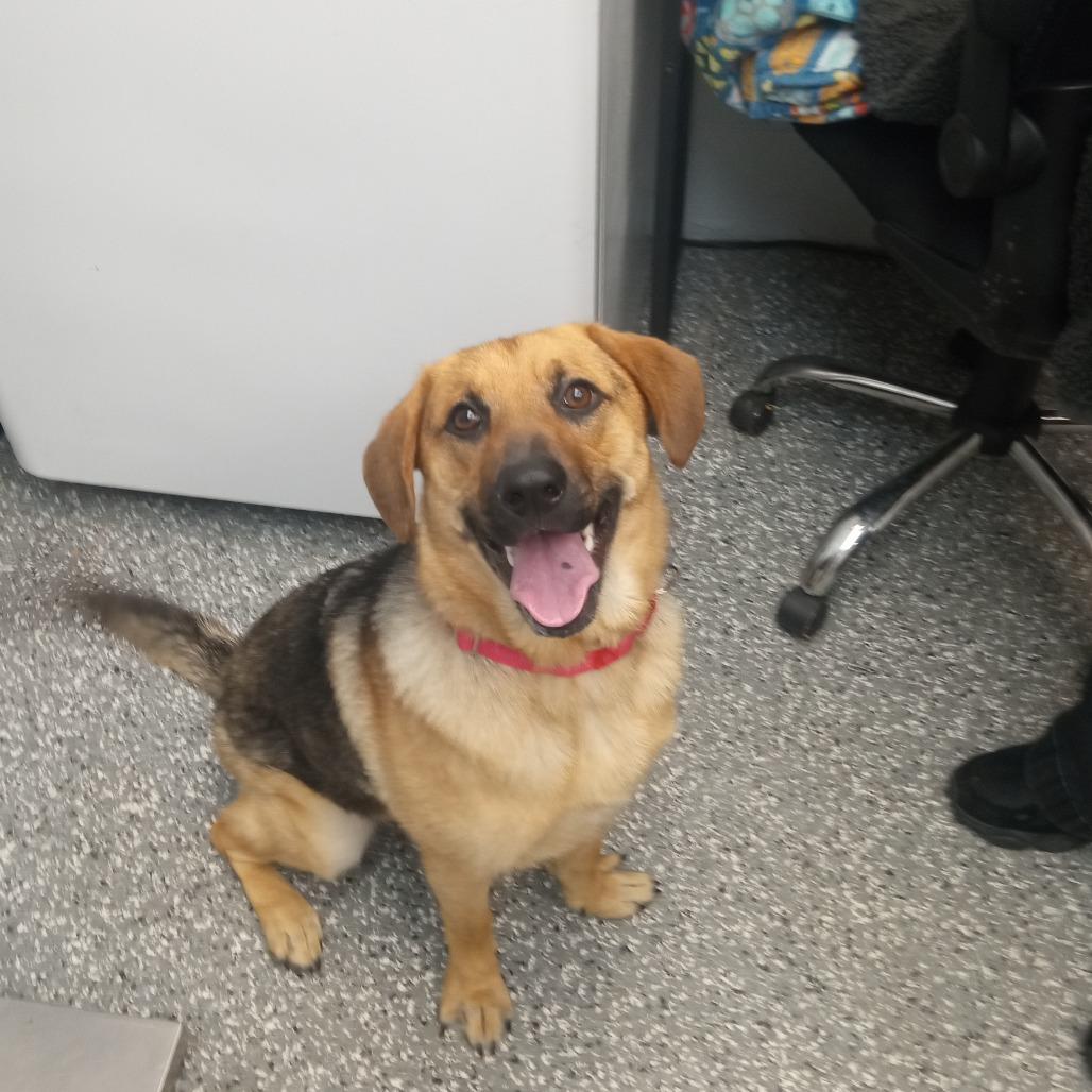 Delilah, Adoptable, Young Female German Shepherd Dog & Mixed Breed.
