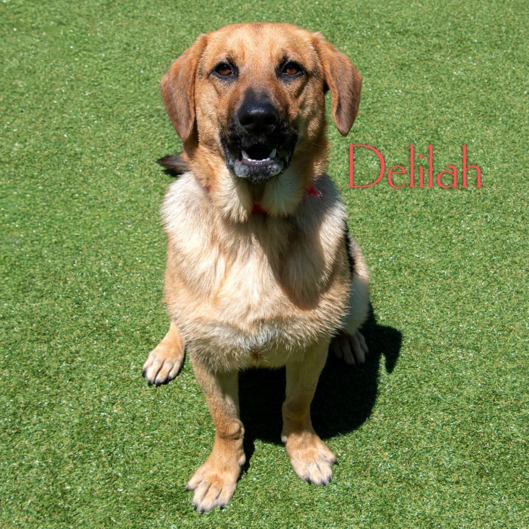 Enlarge Delilah, a Adoptable mixed breed in Parkersburg, WV image 2/4