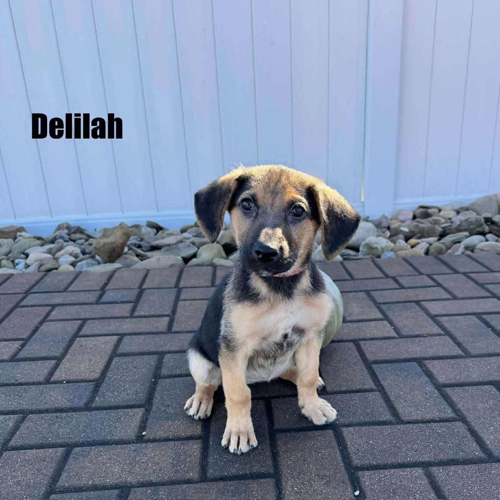 Enlarge Delilah, a Adoptable mixed breed in Parkersburg, WV image 3/4