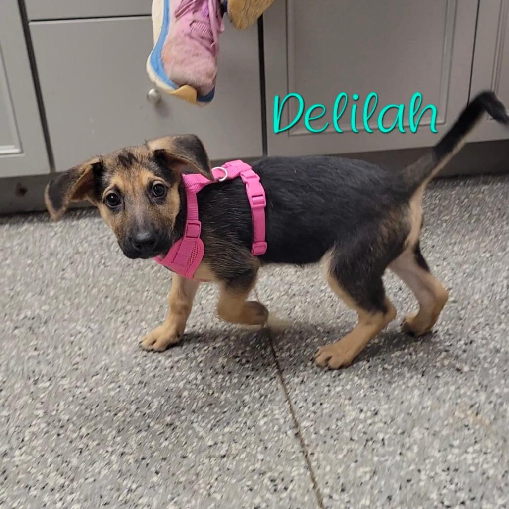 Enlarge Delilah, a Adoptable mixed breed in Parkersburg, WV image 4/4