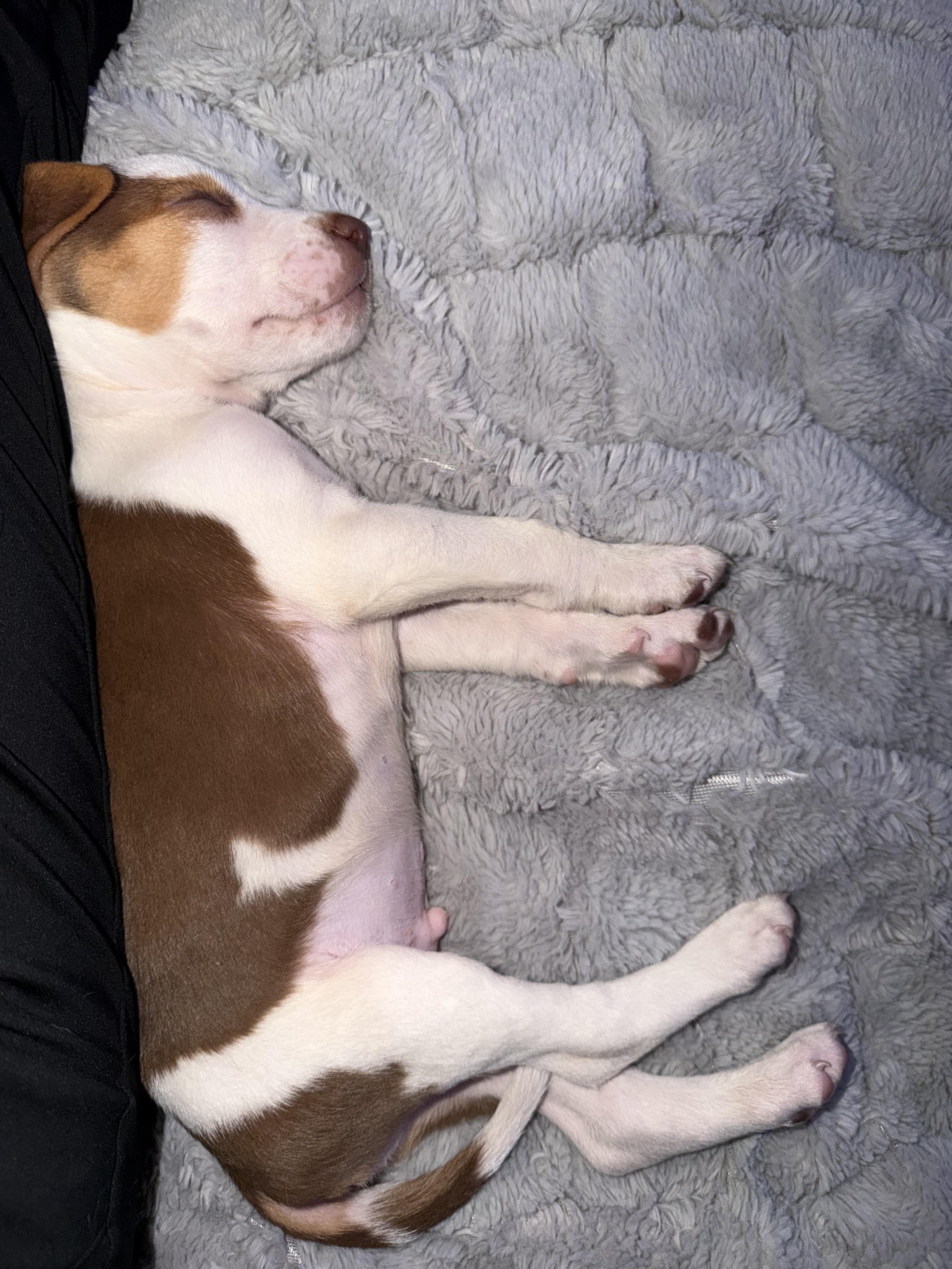 Enlarge Spud, a Adoptable mixed breed in Rochester, NY image 6/6