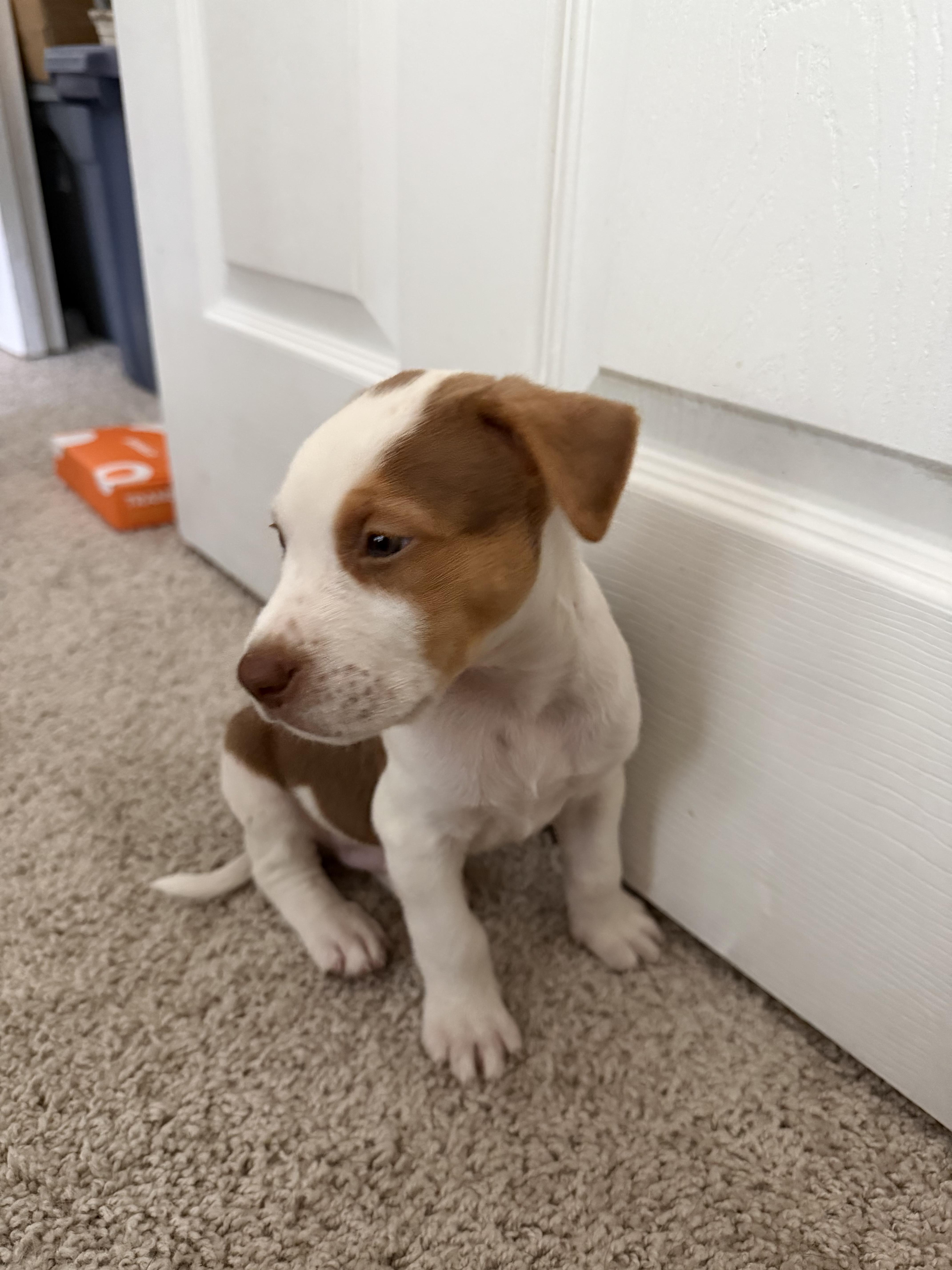 Enlarge Spud, a Adoptable mixed breed in Rochester, NY image 4/6