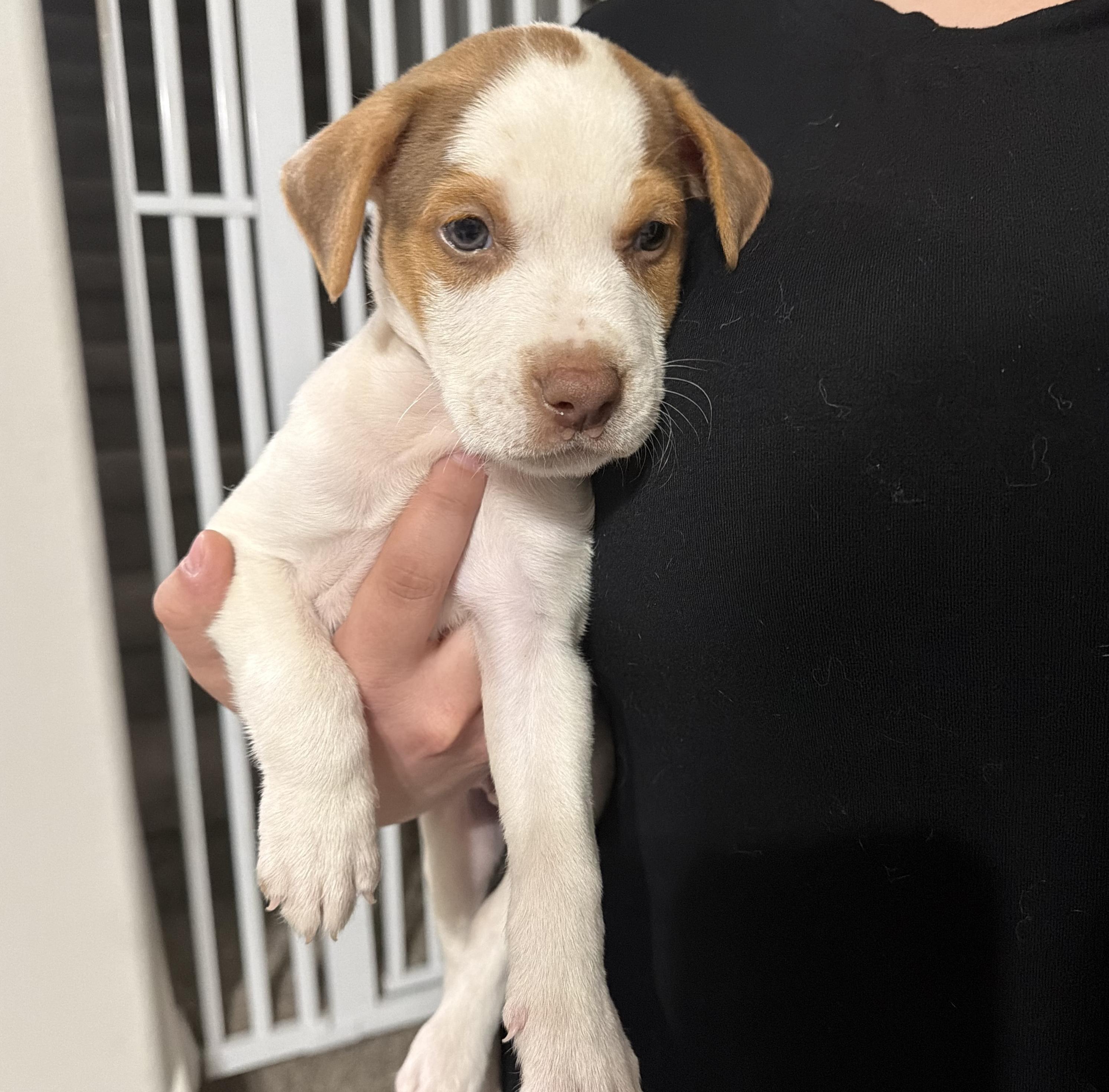 Enlarge Spud, a Adoptable mixed breed in Rochester, NY image 1/6