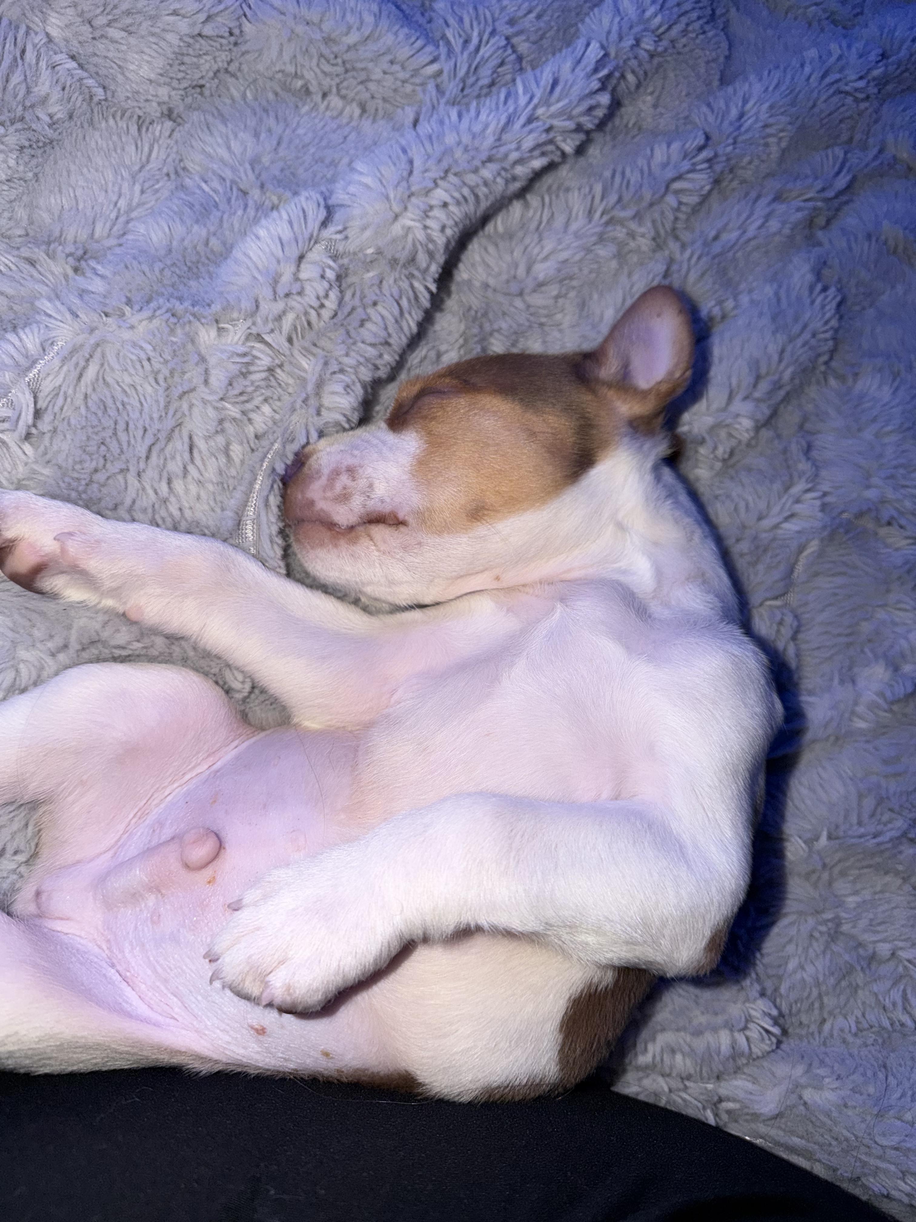 Enlarge Spud, a Adoptable mixed breed in Rochester, NY image 5/6