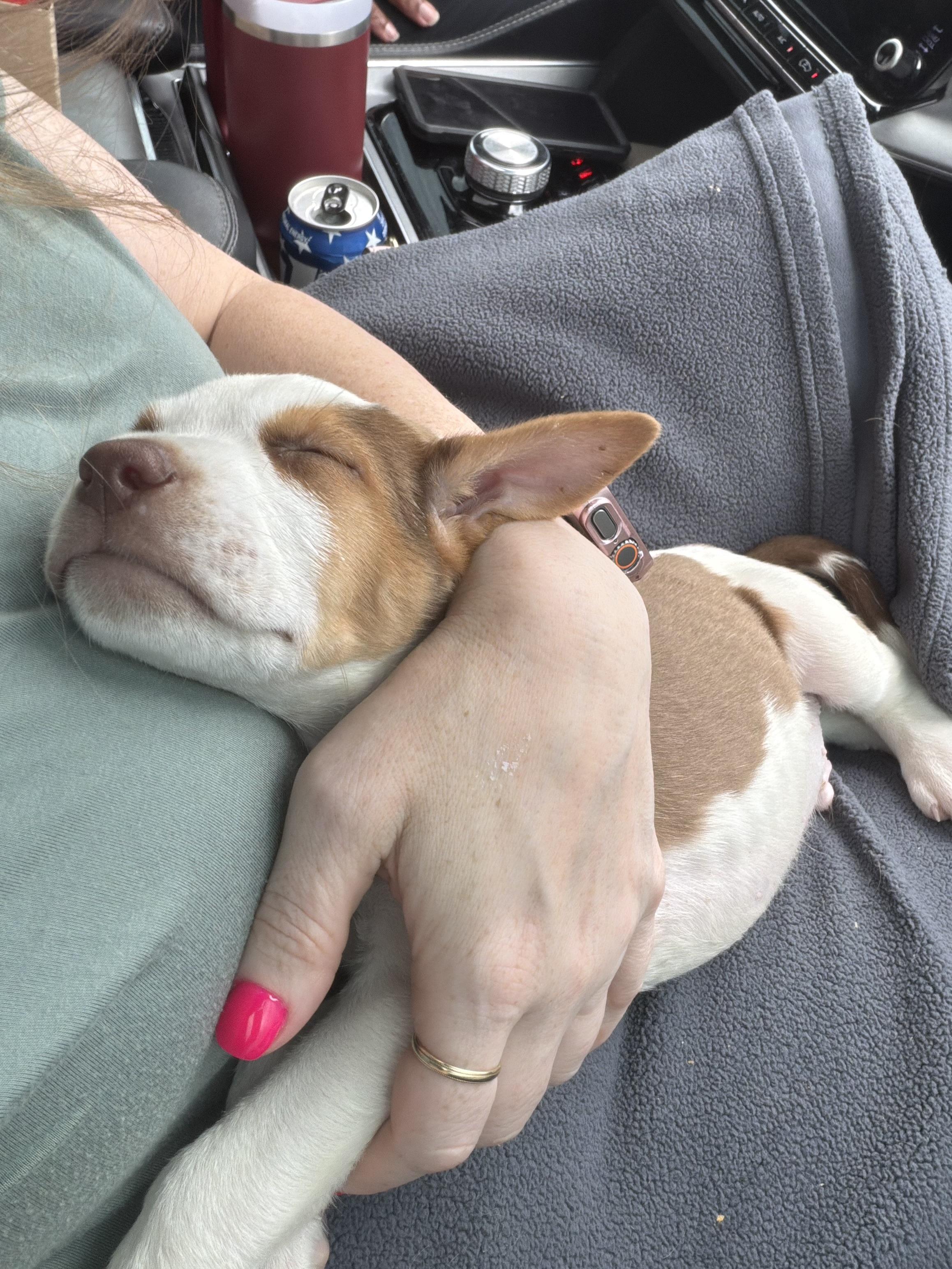 Enlarge Spud, a Adoptable mixed breed in Rochester, NY image 2/6