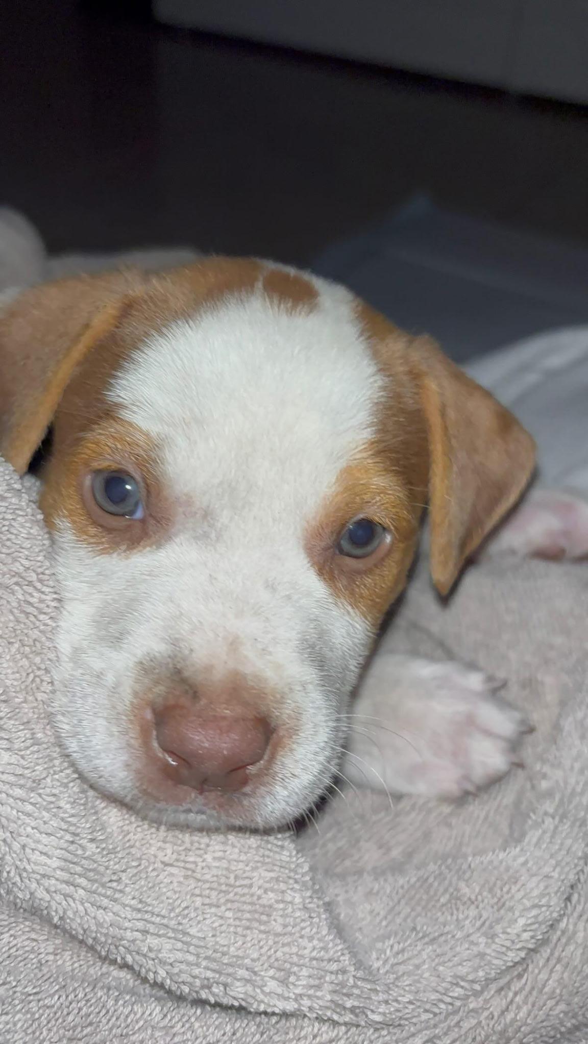 Enlarge Spud, a Adoptable mixed breed in Rochester, NY image 3/6