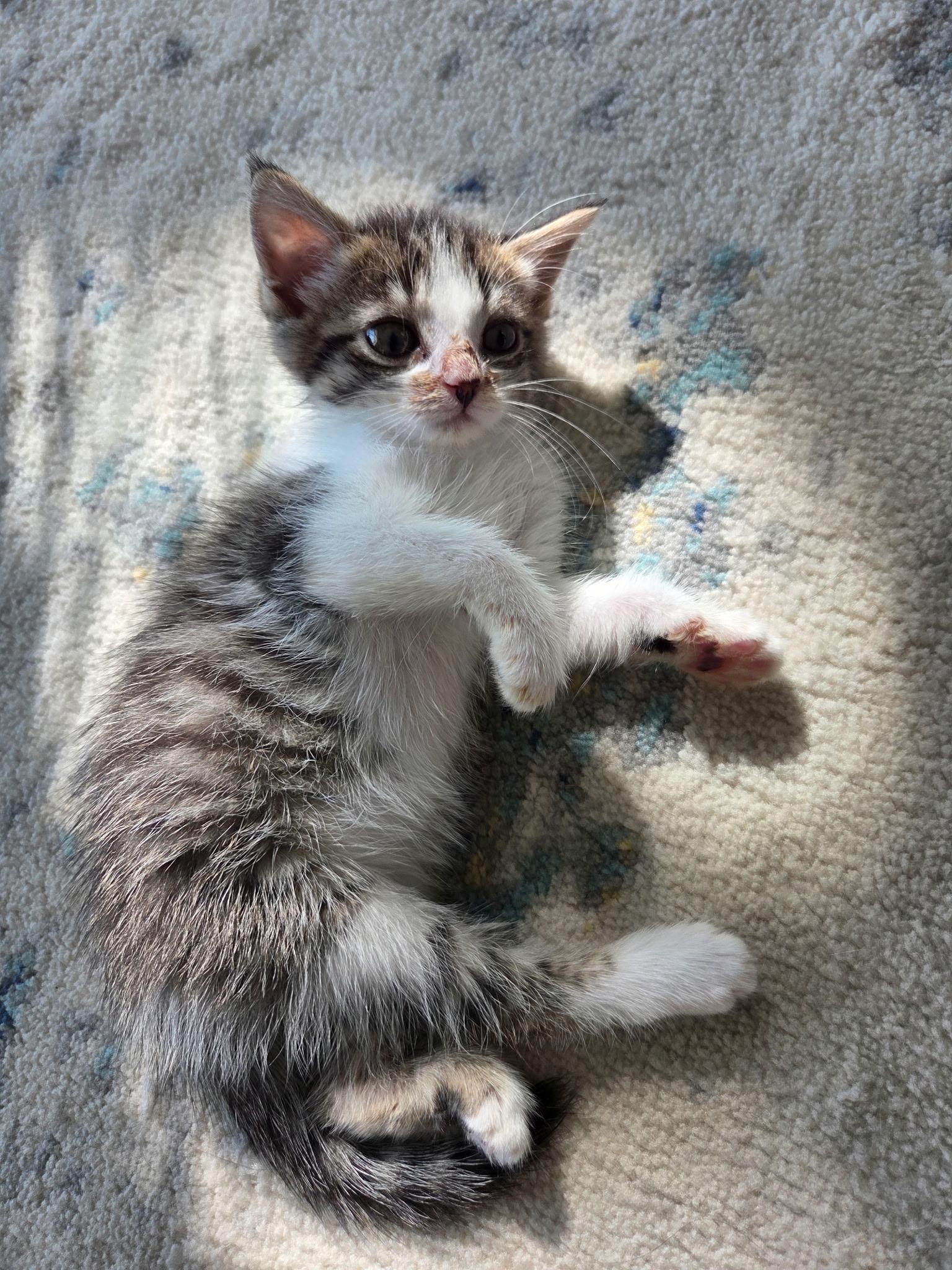 Ophelia, Adopted, Kitten Female Domestic Short Hair.