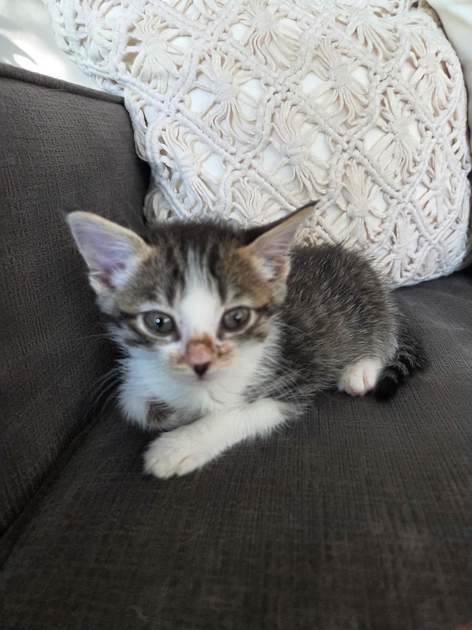 Ophelia, Adopted, Kitten Female Domestic Short Hair.