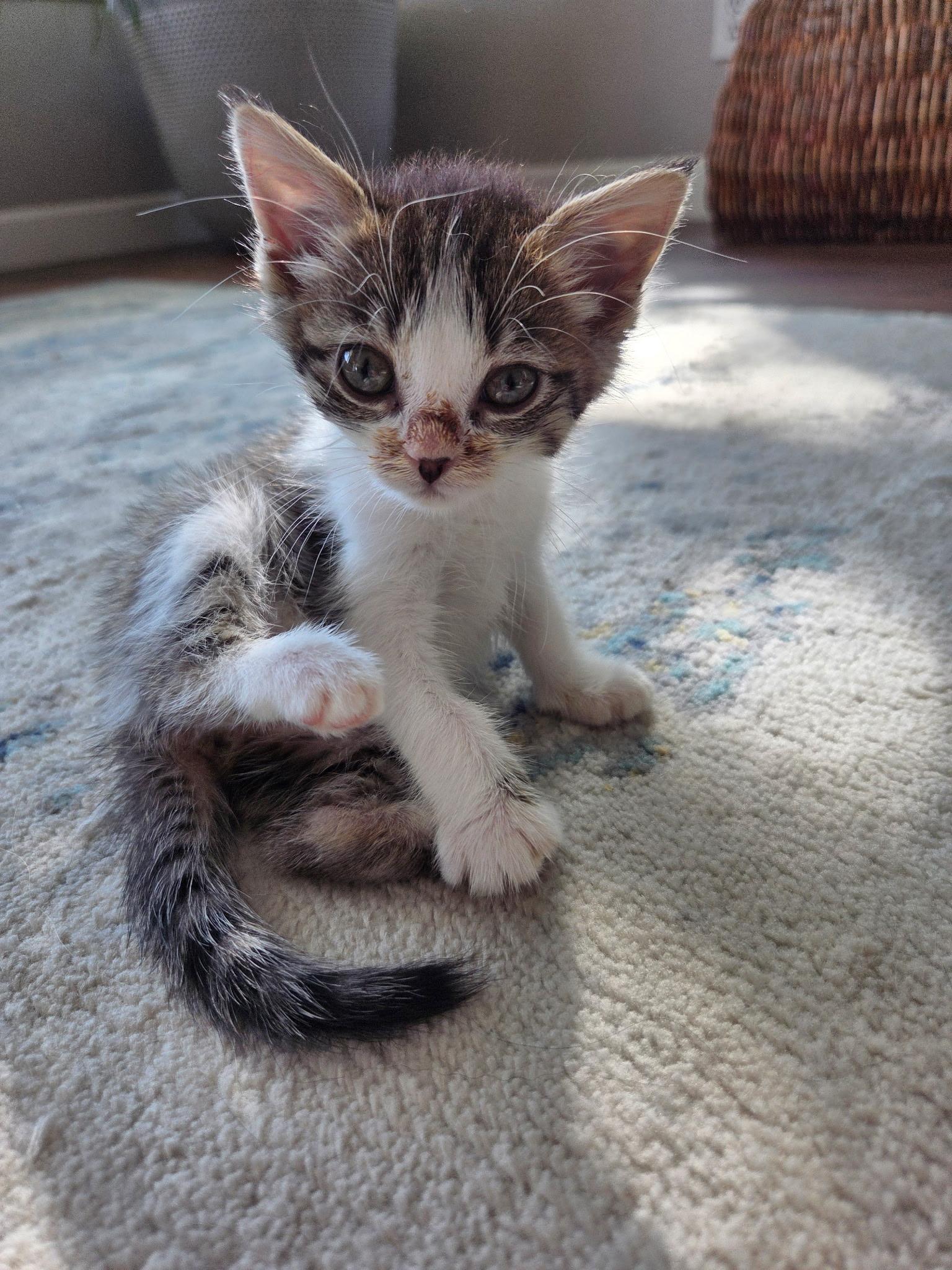 Enlarge Ophelia, a Adopted Domestic Short Hair in Mesa, AZ image 3/4