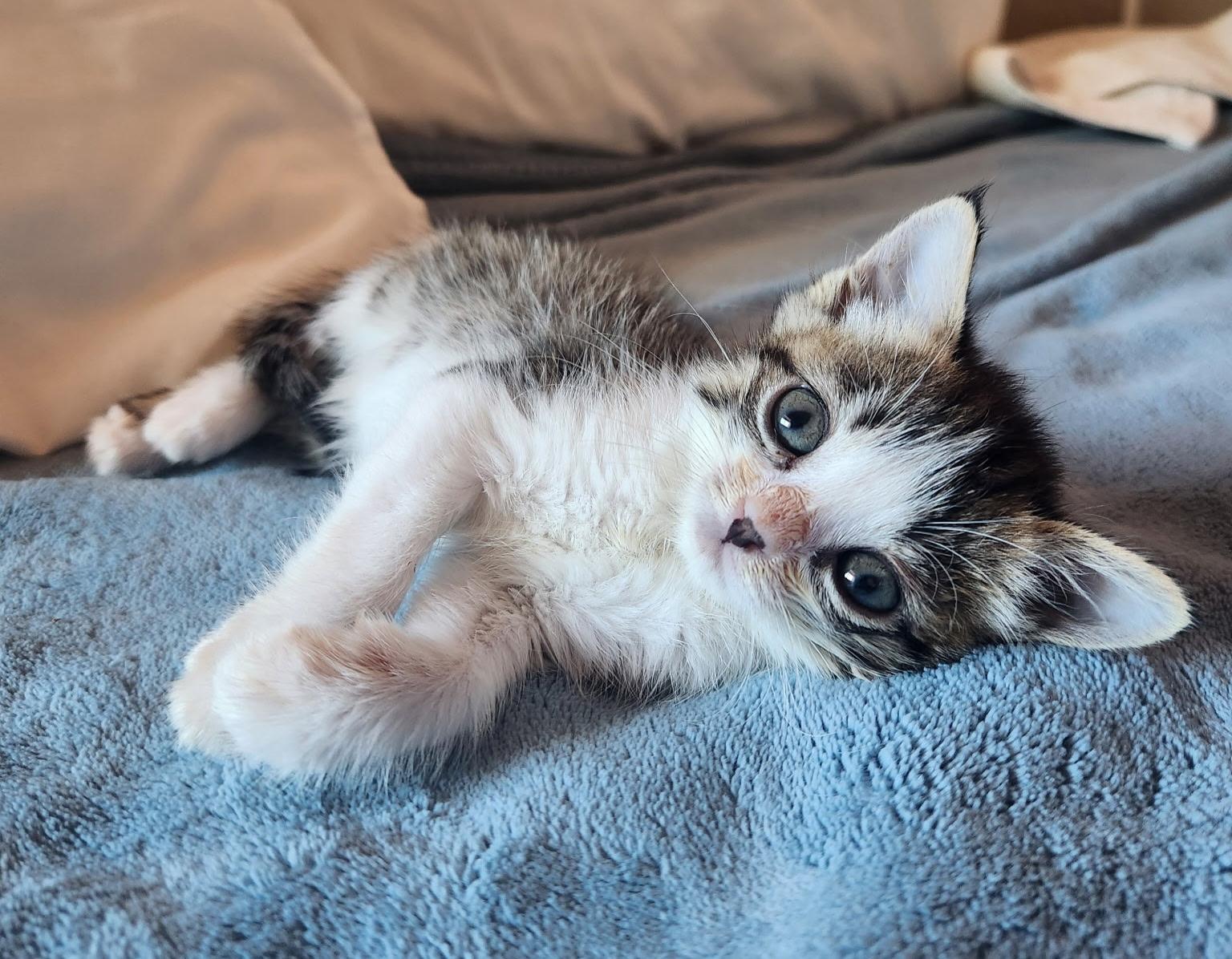Enlarge Ophelia, a Adopted Domestic Short Hair in Mesa, AZ image 4/4