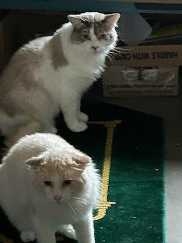 Scar and Simba, Adoptable, Adult Male Ragdoll.
