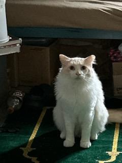 Scar and Simba, a Adoptable Ragdoll in Gig Harbor, WA image 2/6