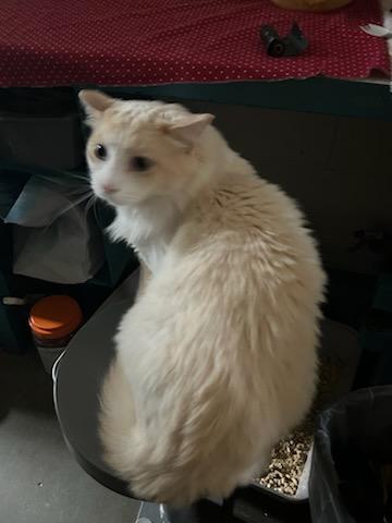 Scar and Simba, an adoptable Ragdoll in Gig Harbor, WA, 98332 | Photo Image 6