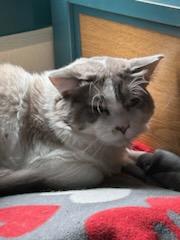 Scar and Simba, an adoptable Ragdoll in Gig Harbor, WA, 98332 | Photo Image 4
