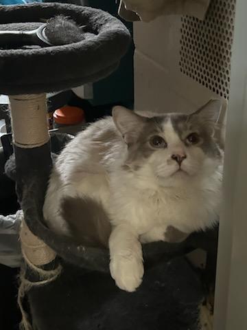 Scar and Simba, an adoptable Ragdoll in Gig Harbor, WA, 98332 | Photo Image 3