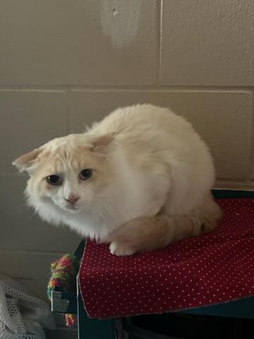 Scar and Simba, an adoptable Ragdoll in Gig Harbor, WA, 98332 | Photo Image 5