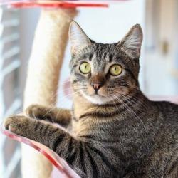 Honda — thumbnail 4