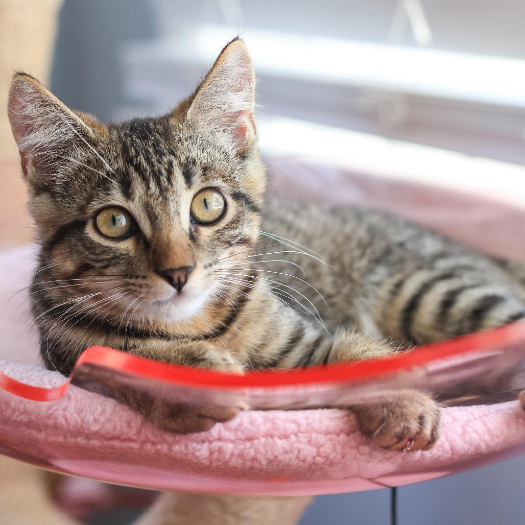 Honda — thumbnail 5