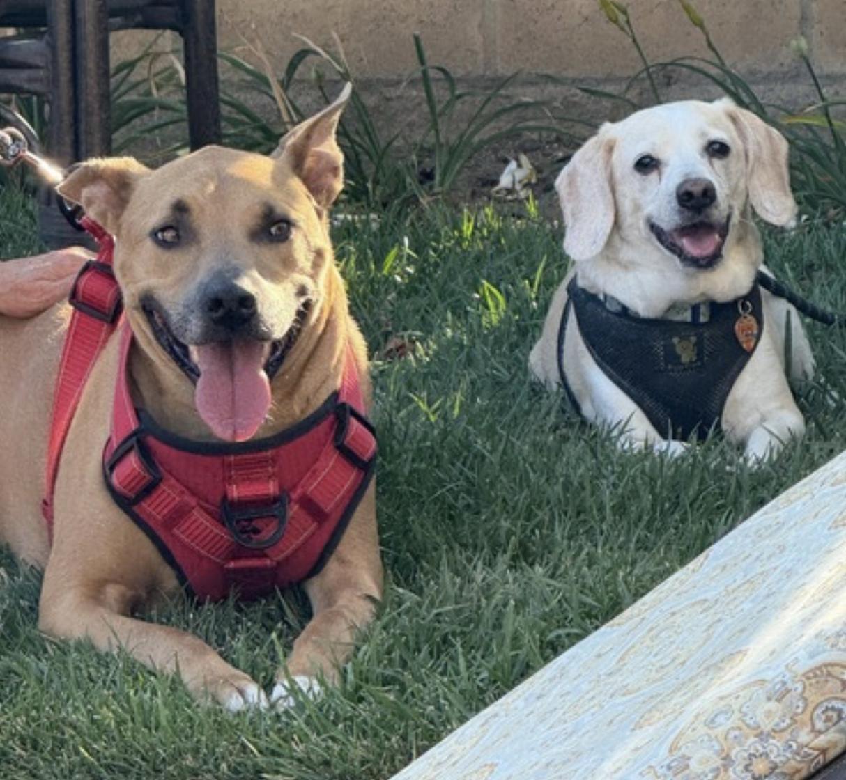 Buddy — thumbnail 3