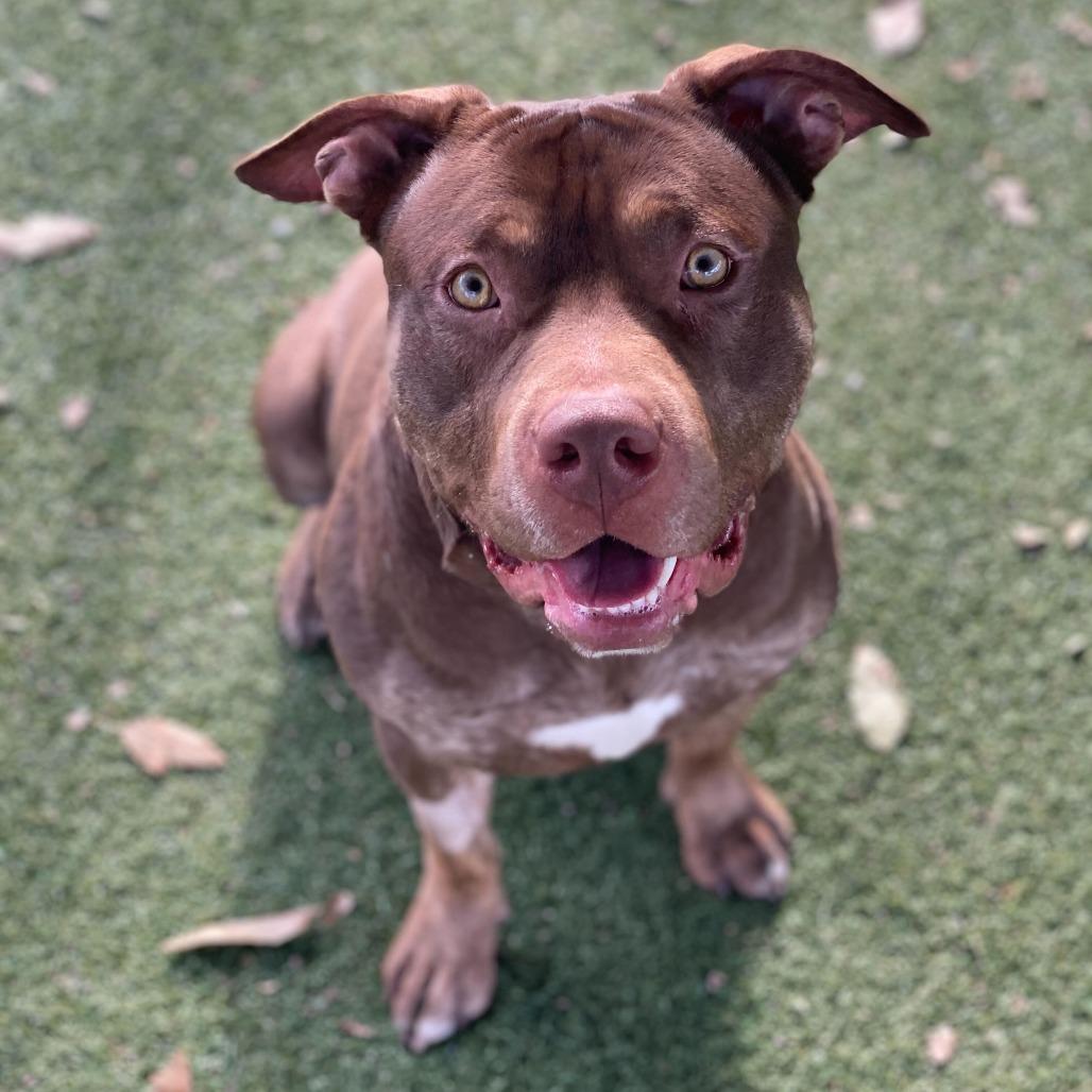 Enlarge Colby, a Adoptable mixed breed in Riverside, CA image 1/6