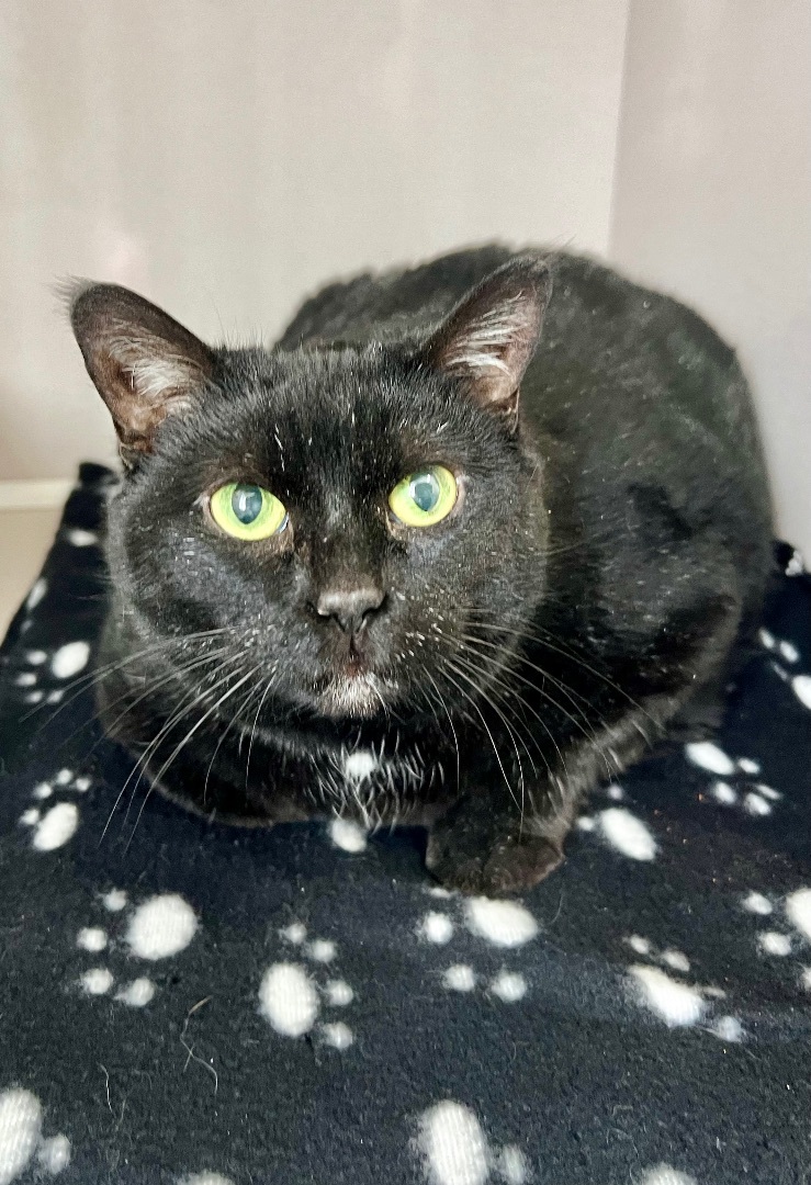 Harlow, a Adoptable mixed breed in Arnprior, ON image 1/2