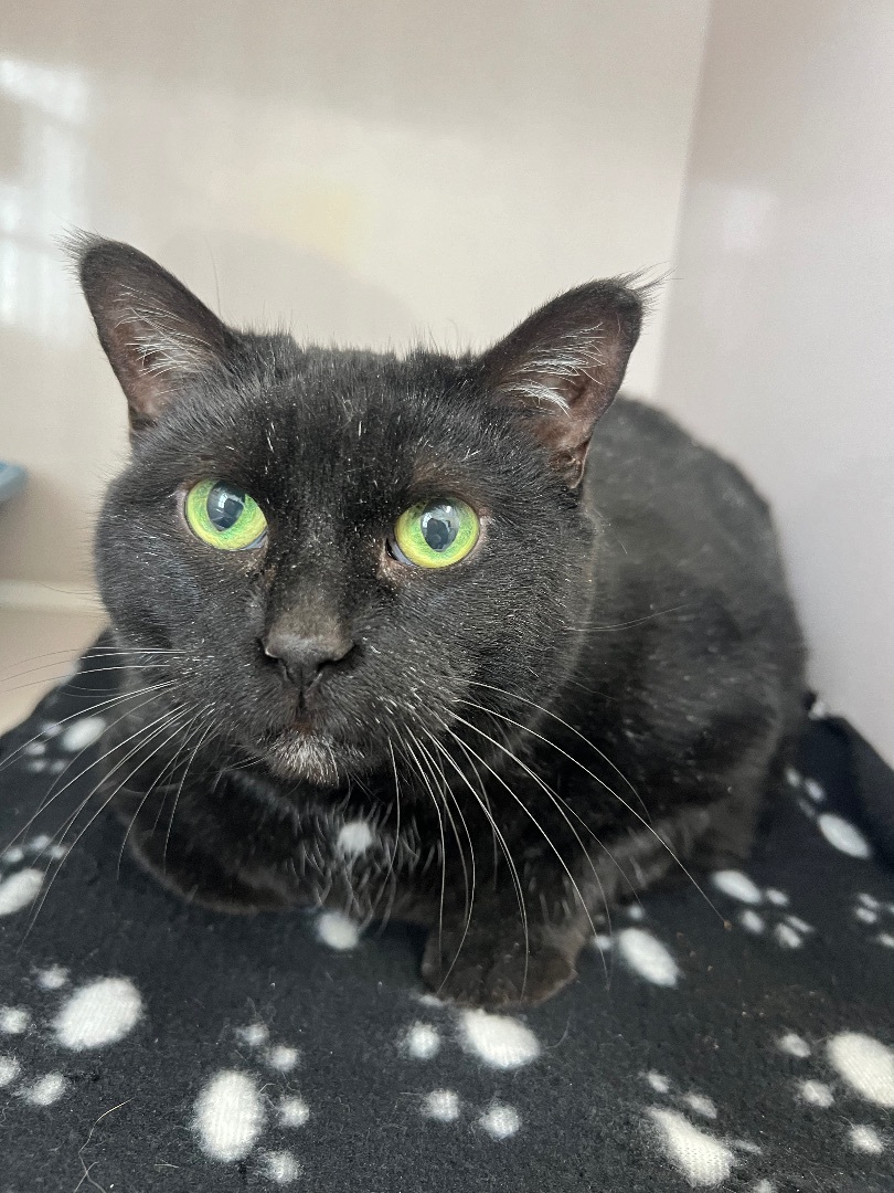 Harlow, a Adoptable mixed breed in Arnprior, ON image 2/2