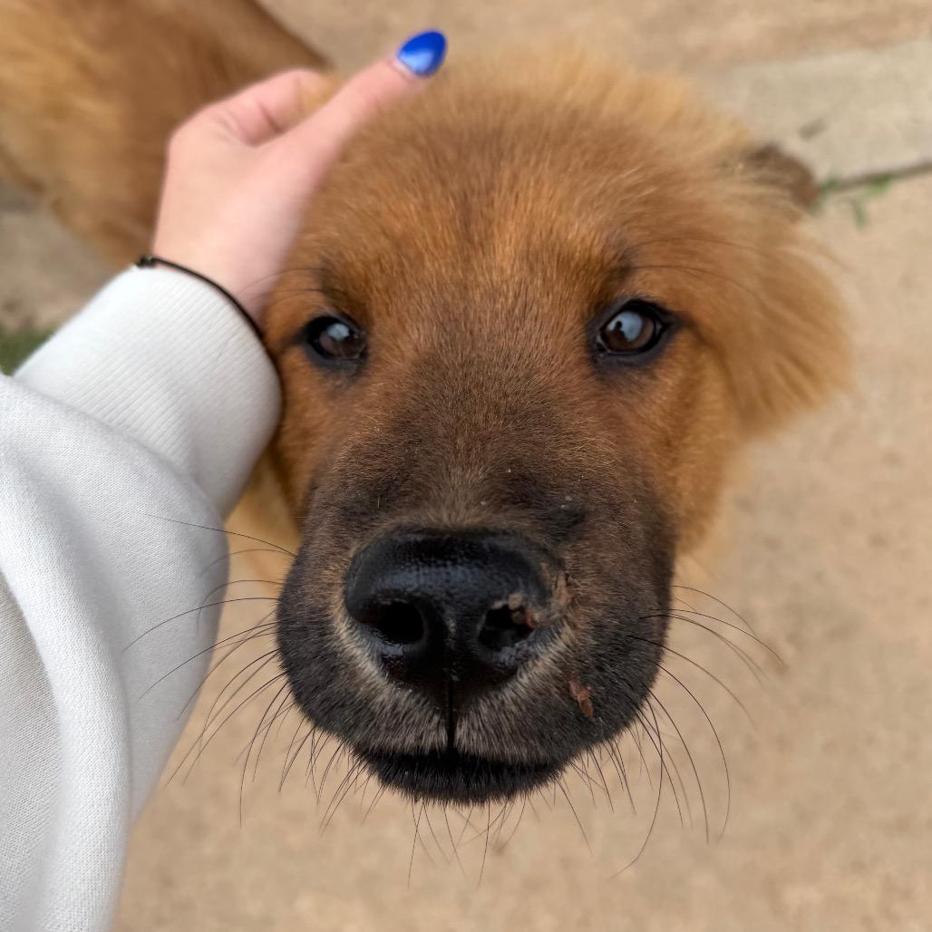 Enlarge Wonton C-34344, a Adoptable Mixed Breed in Oklahoma City, OK image 3/5