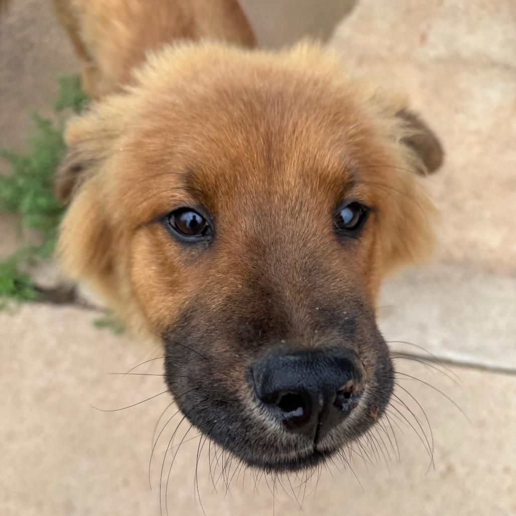 Enlarge Wonton C-34344, a Adoptable Mixed Breed in Oklahoma City, OK image 4/5