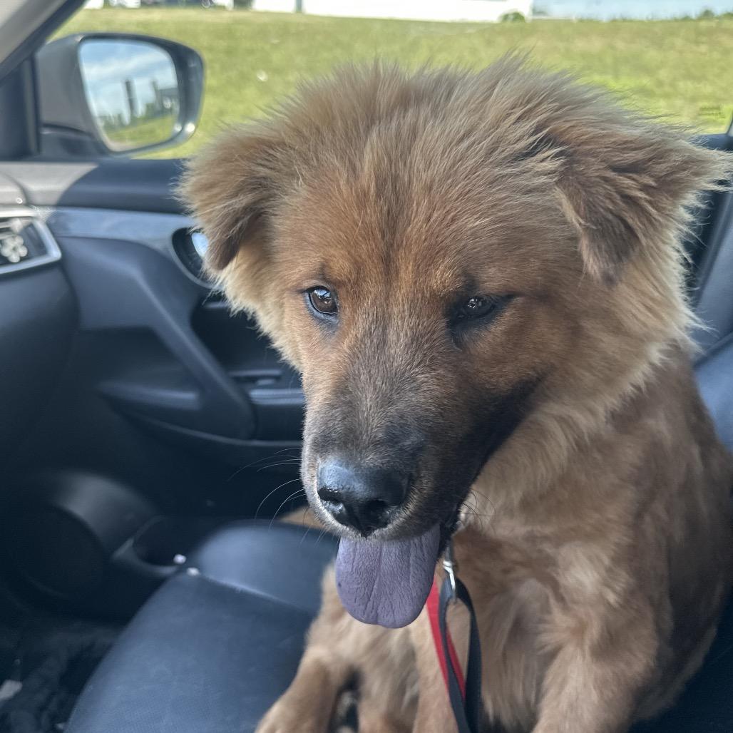 Enlarge Wonton C-34344, a Adoptable Mixed Breed in Oklahoma City, OK image 5/5