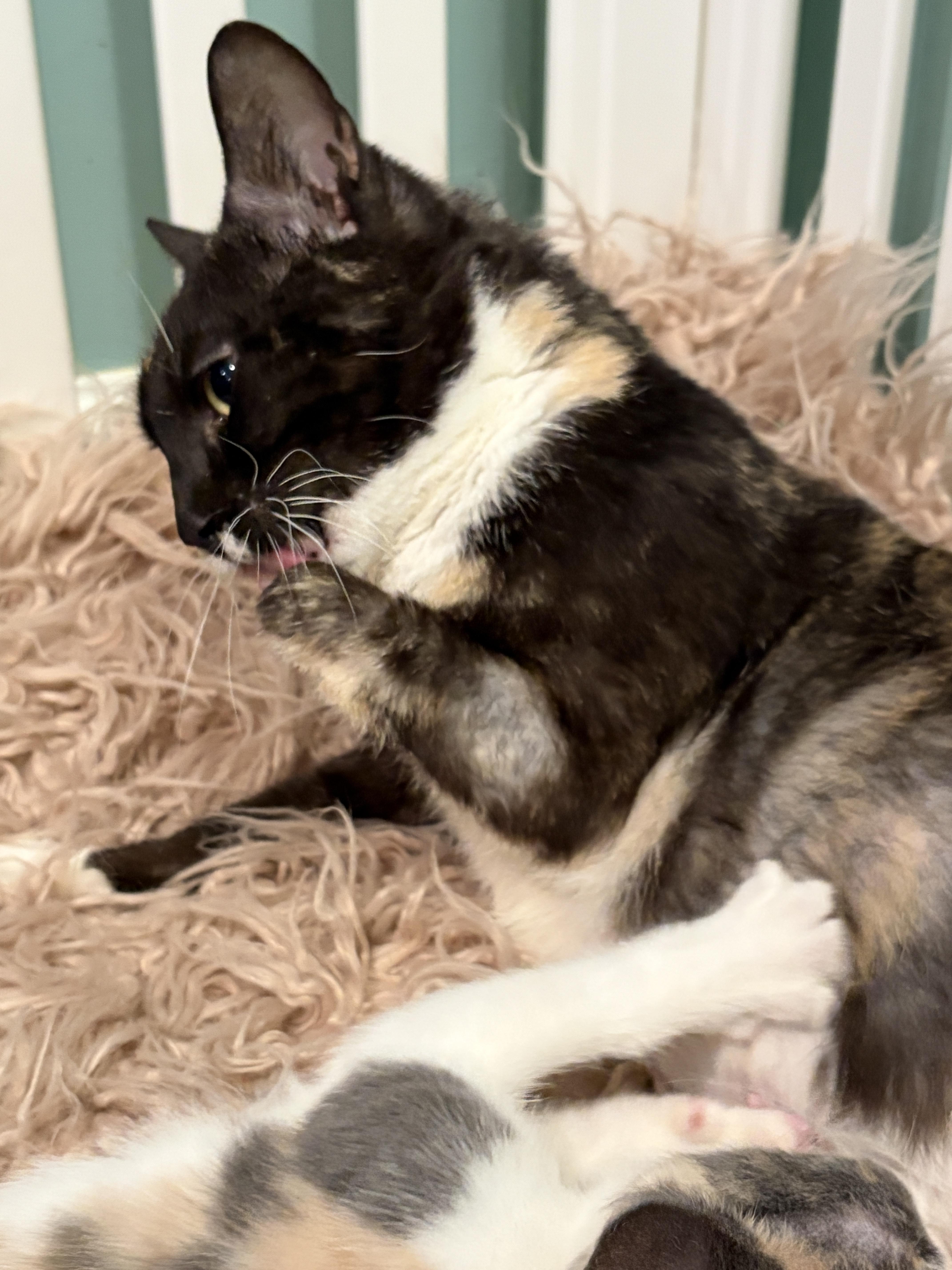 Enlarge Annabelle, a ADOPTABLE mixed breed in Hagerstown , MD image 2/5