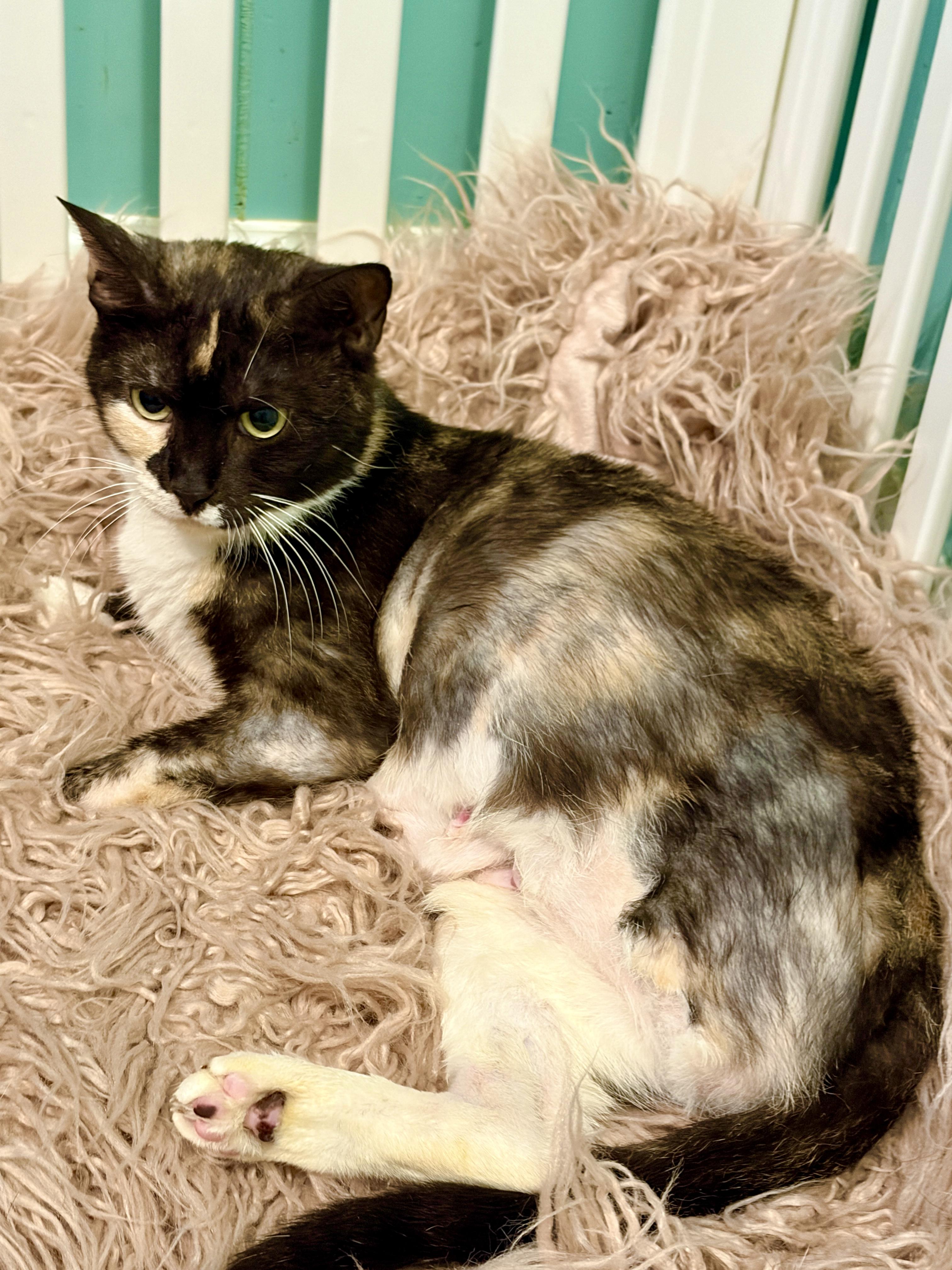 Enlarge Annabelle, a ADOPTABLE mixed breed in Hagerstown , MD image 1/5