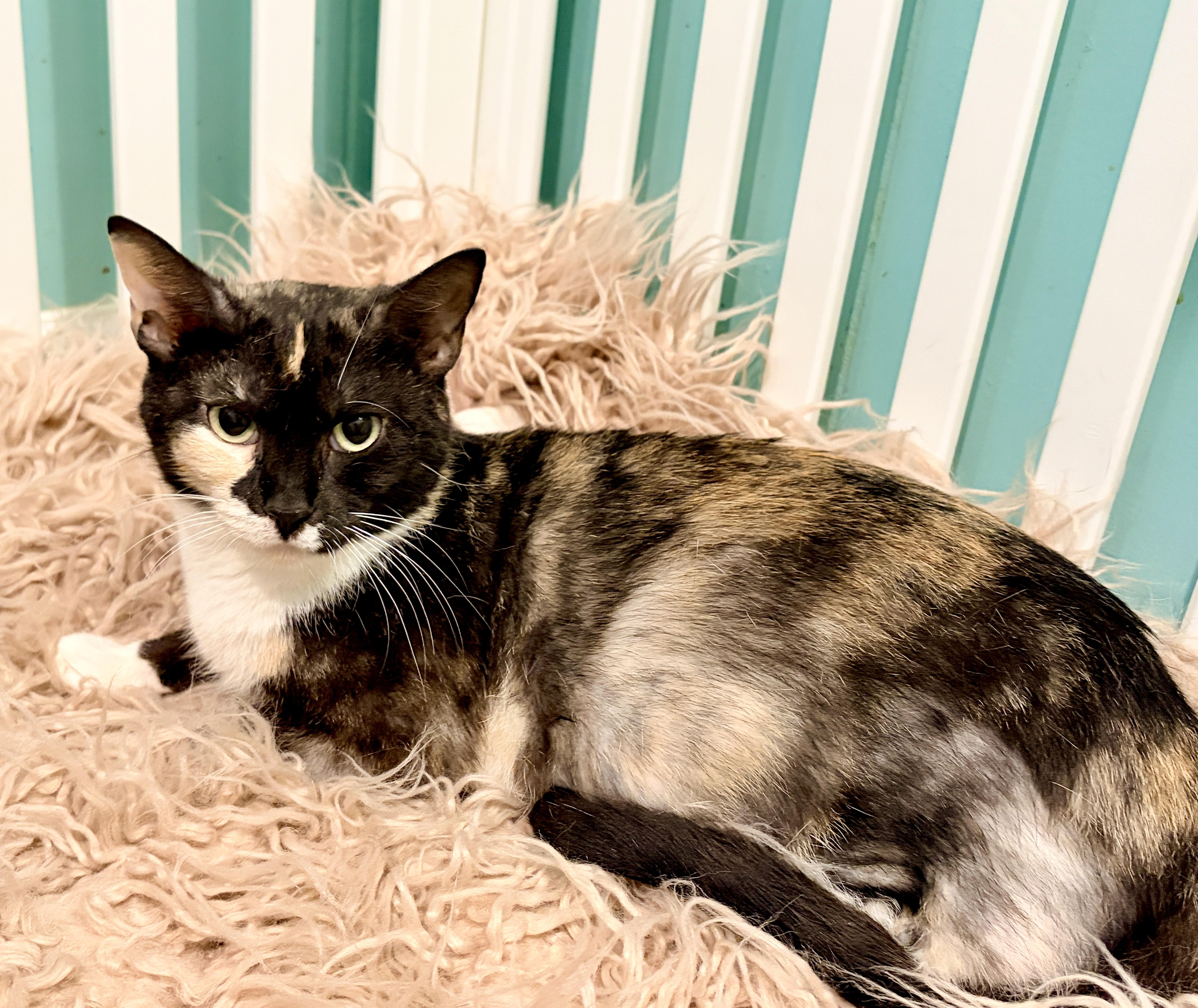 Enlarge Annabelle, a ADOPTABLE mixed breed in Hagerstown , MD image 3/5