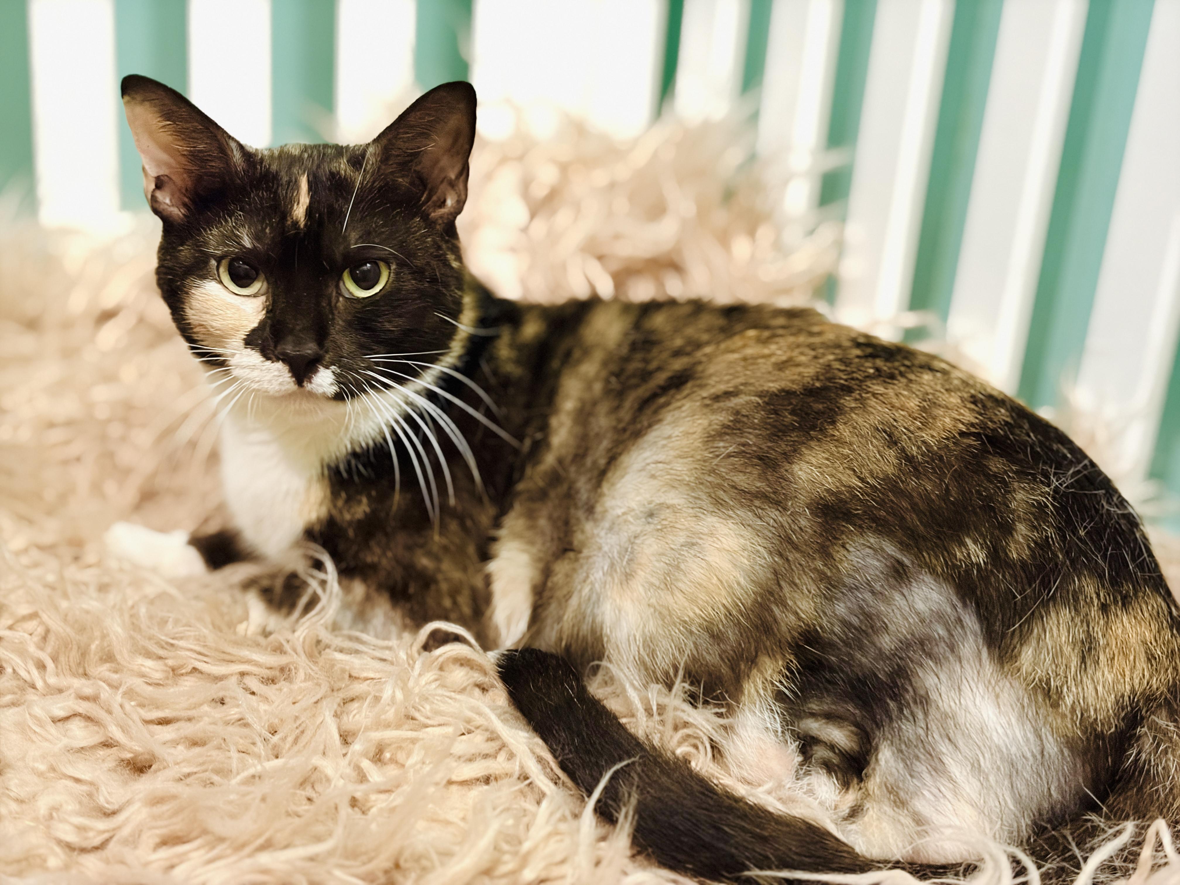 Enlarge Annabelle, a ADOPTABLE mixed breed in Hagerstown , MD image 4/5