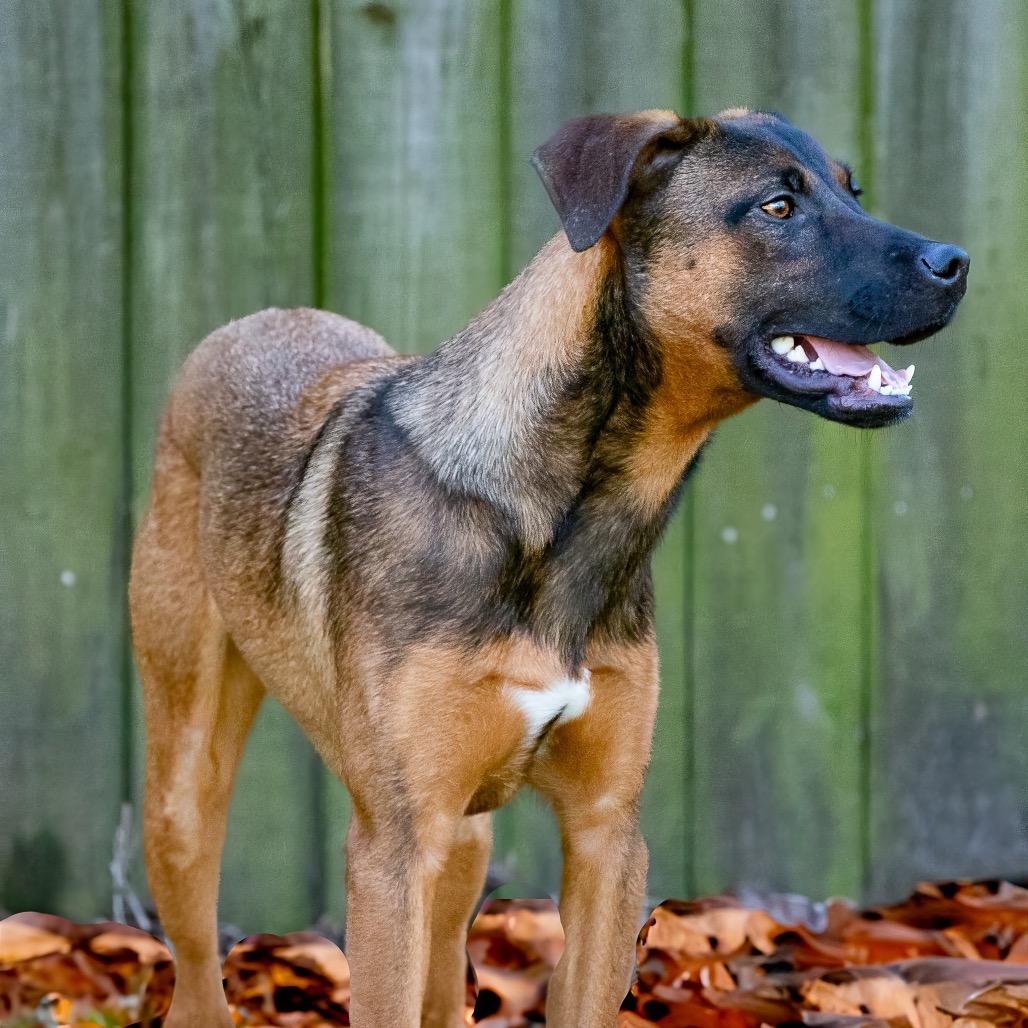 Arf Vader, a Adoptable mixed breed in Livingston, TX image 5/6