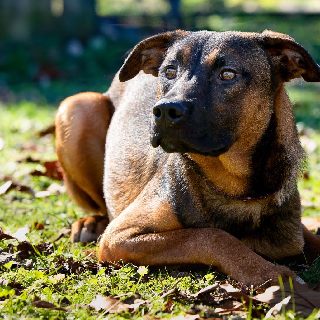 Arf Vader, a Adoptable mixed breed in Livingston, TX image 6/6