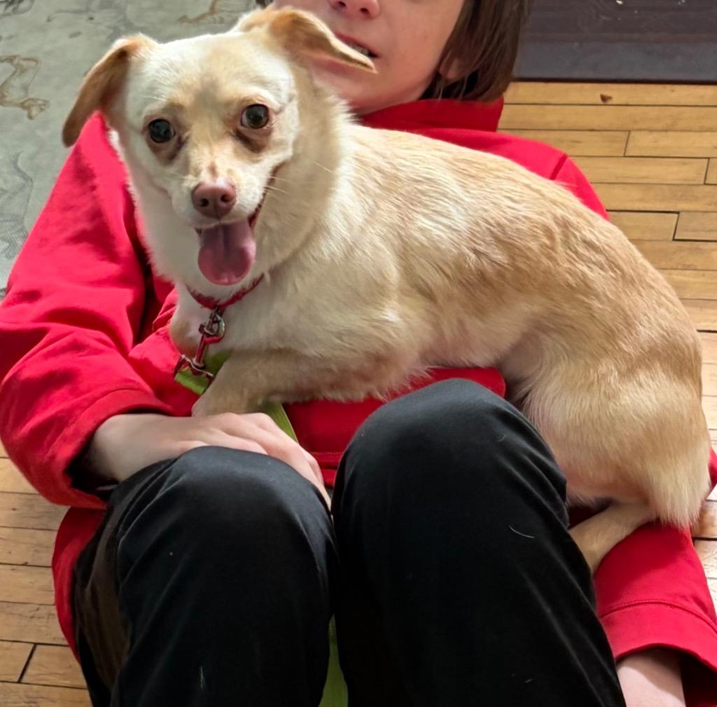 Tansie, Adoptable, Young Female Mixed Breed.