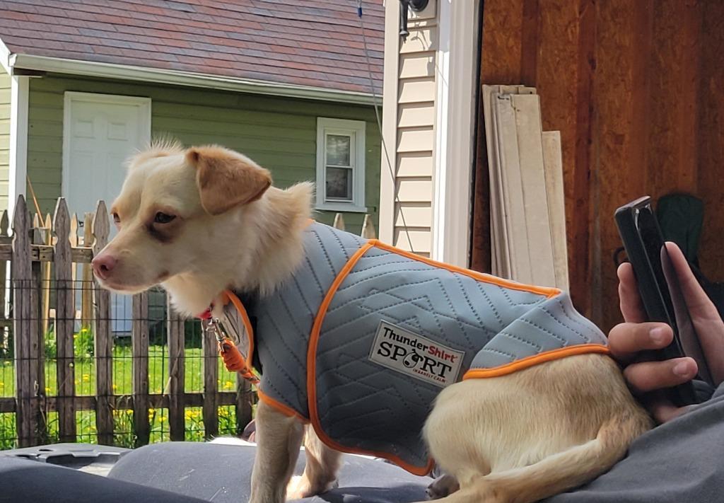 Tansie, a Adoptable mixed breed in Fond Du Lac, WI image 2/4
