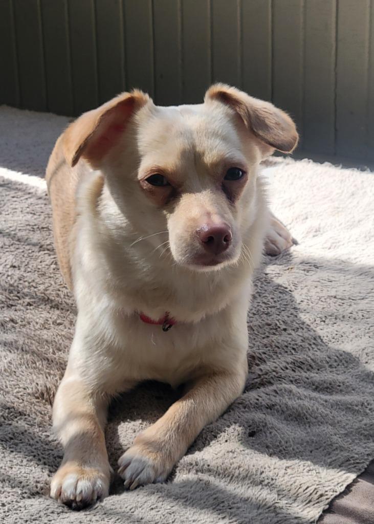 Tansie, a Adoptable mixed breed in Fond Du Lac, WI image 3/4
