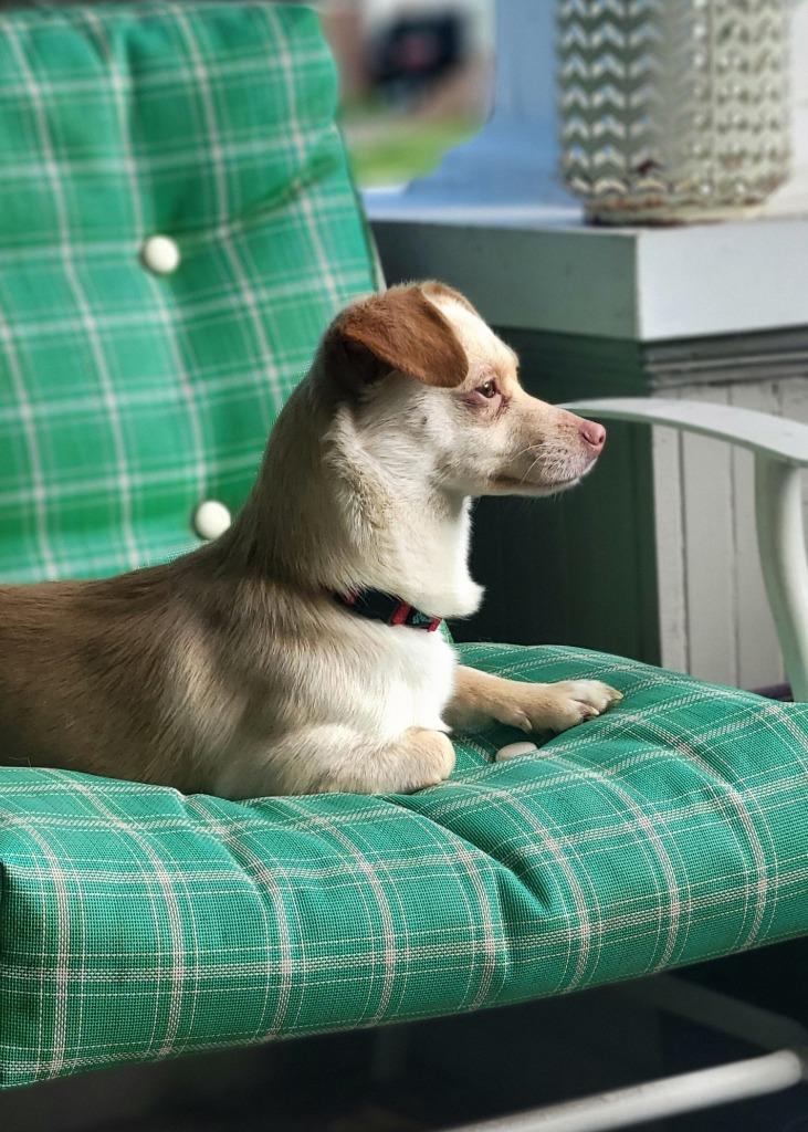 Tansie, a Adoptable mixed breed in Fond Du Lac, WI image 4/4