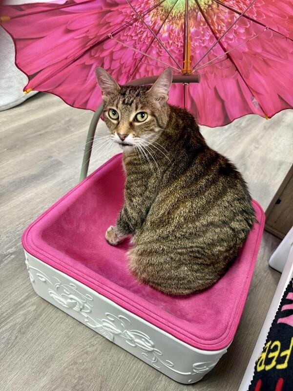 Kenicke, Adoptable, Senior Male Manx.