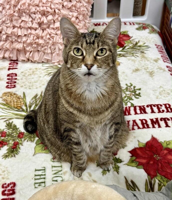 Kenicke, Adoptable, Senior Male Manx.