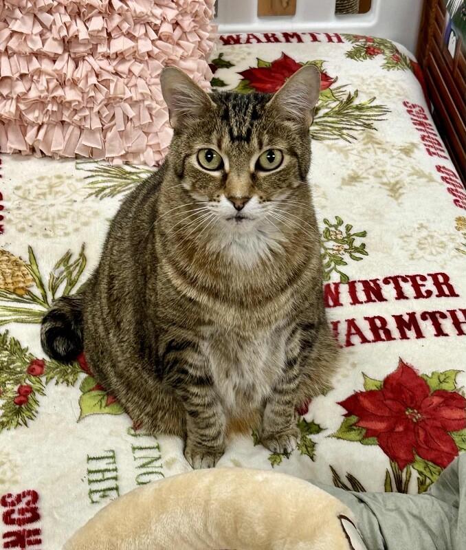 Enlarge Kenicke, a Adoptable mixed breed in Belton, MO image 2/4