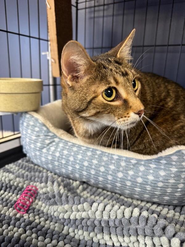 Enlarge Kenicke, a Adoptable mixed breed in Belton, MO image 3/4