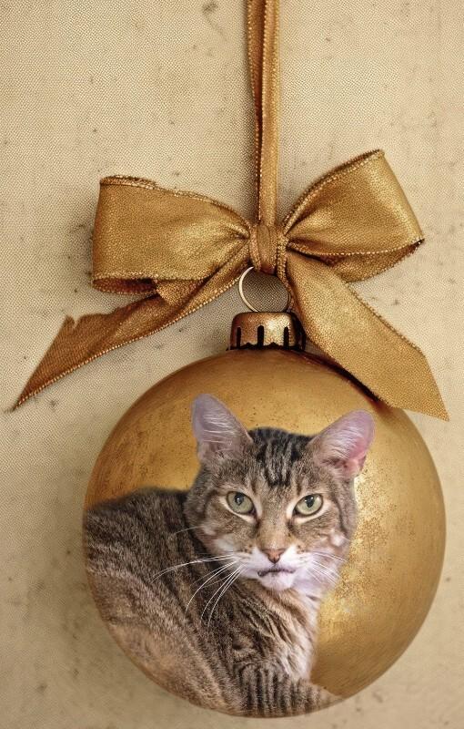 Enlarge Kenicke, a Adoptable mixed breed in Belton, MO image 4/4