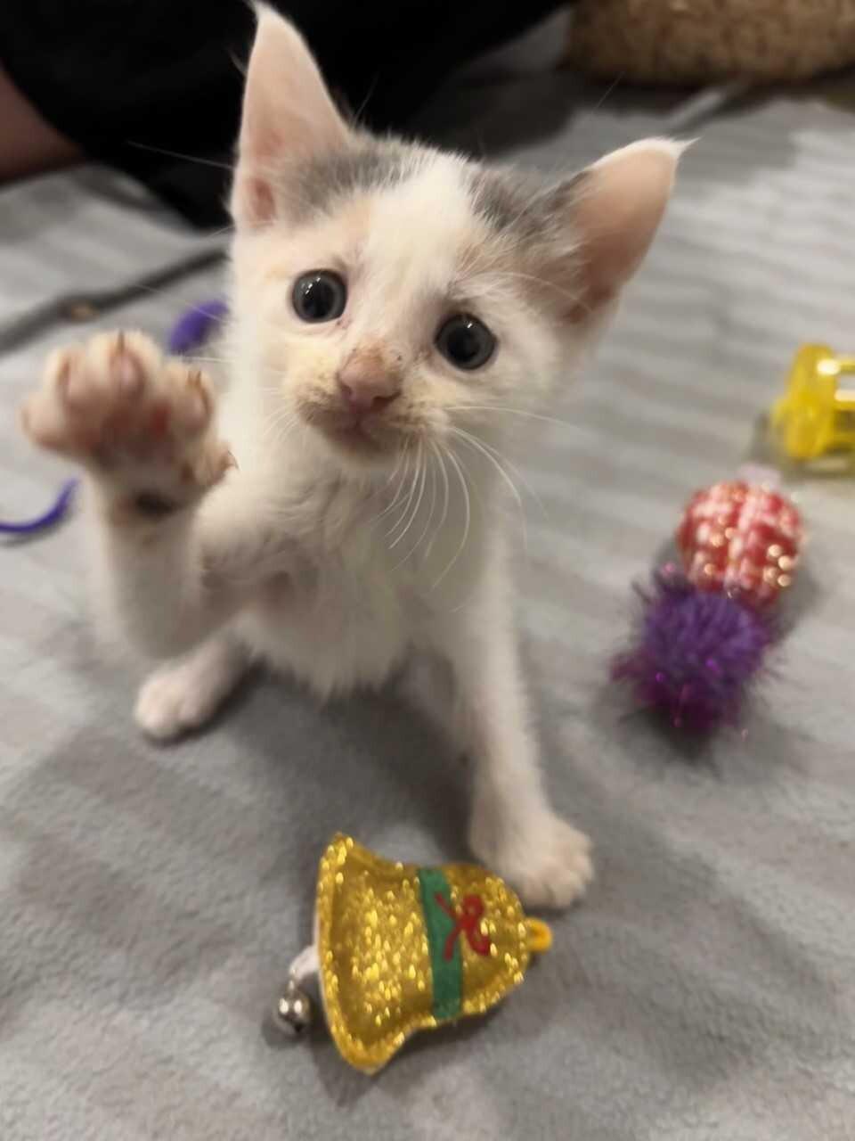Cloudy, ADOPTABLE, Kitten Female Domestic Short Hair.