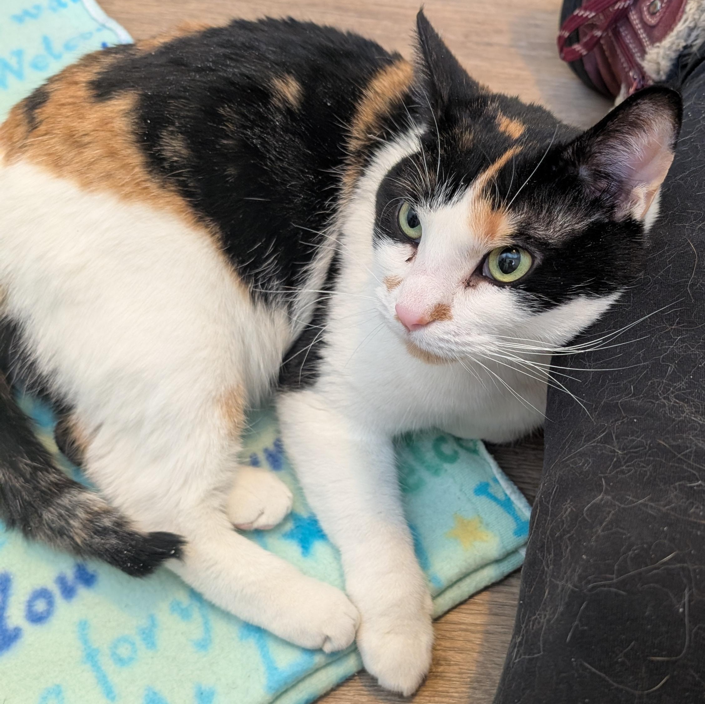 Beni, ADOPTABLE, Adult Female Calico.