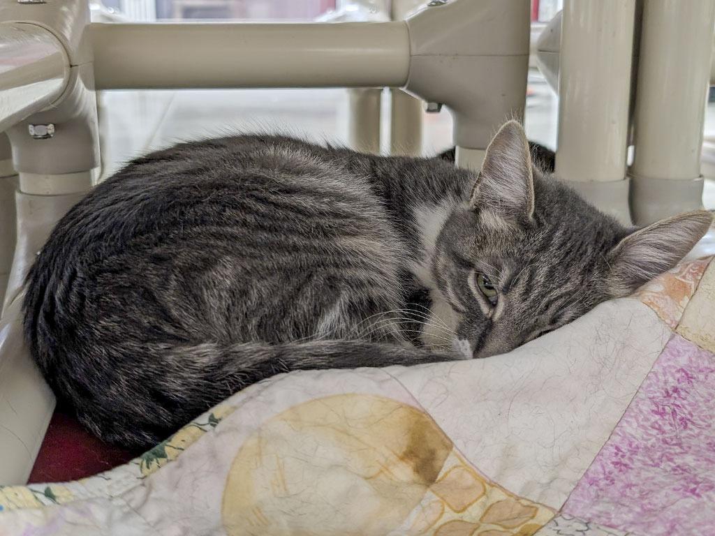 Enlarge Sparky, a Adoptable Tabby in Powell, OH image 1/2