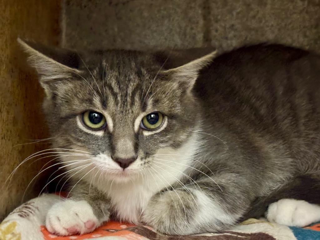 Sparky, Adoptable, Kitten Male Tabby.